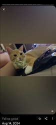 Lost Male Cat last seen Rendezvous trail North Amarillo, Amarillo, TX 79108