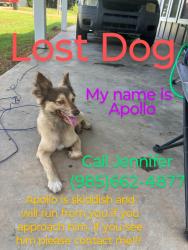 Lost Male Dog last seen Mike cooper Ponchatoula, Tangipahoa Parish, LA 70454