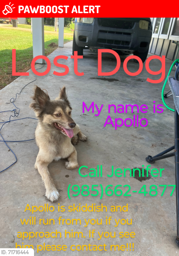 Lost Male Dog last seen Mike cooper Ponchatoula, Tangipahoa Parish, LA 70454