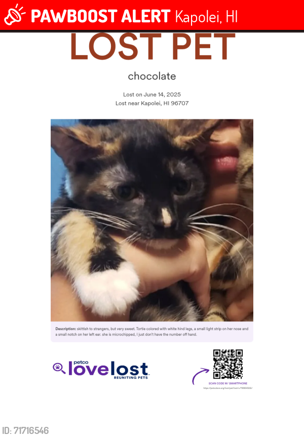 Lost Female Cat last seen Kahiwelo area Ohio and Hoanu street, Kapolei, HI 96707