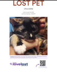 Lost Female Cat last seen Kahiwelo area Ohio and Hoanu street, Kapolei, HI 96707