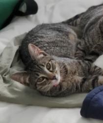 Lost Female Cat last seen North Granada and North Greenbriar Street, Arlington, VA 22203