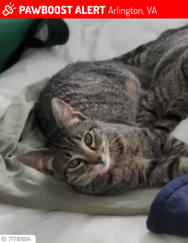 Lost Female Cat last seen North Granada and North Greenbriar Street, Arlington, VA 22203