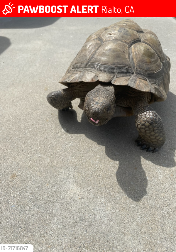 Lost Male Other last seen Eucalyptus and Walnut, Rialto, CA 92376