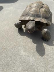 Lost Male Other last seen Eucalyptus and Walnut, Rialto, CA 92376
