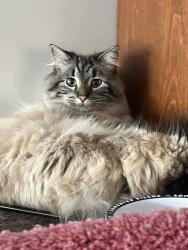 Lost Female Cat last seen 21st & 145 avenue, Edmonton, AB T5Y 1E1