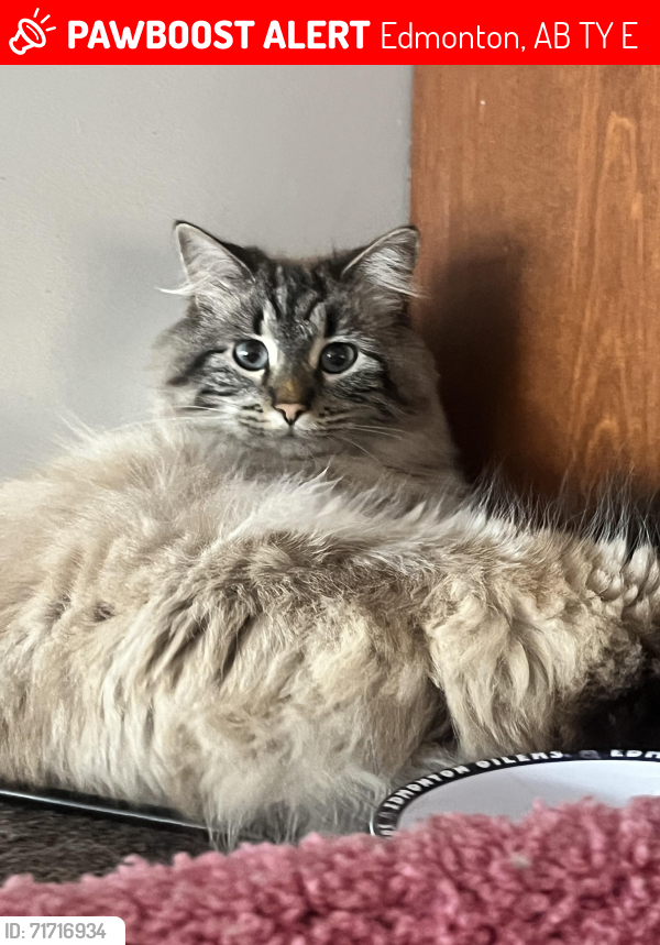 Lost Female Cat last seen 21st & 145 avenue, Edmonton, AB T5Y 1E1