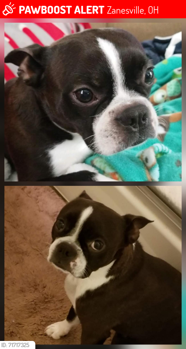 Lost Male Dog last seen Bryan Drive-Watson Way/40 East-Adamsville exit, Zanesville, OH 43701