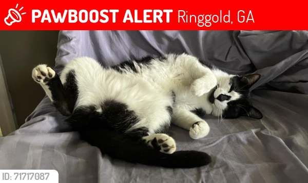 Lost Male Cat last seen The Course and s at Windstone, Ringgold, GA 30736
