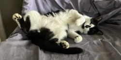 Lost Male Cat last seen The Course and s at Windstone, Ringgold, GA 30736