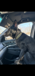 Lost Male Dog last seen Drexel and Pine, San Antonio, TX 78210