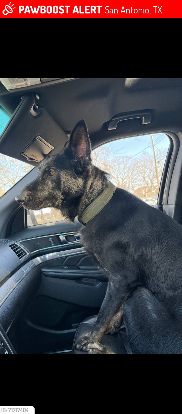 Lost Male Dog last seen Drexel and Pine, San Antonio, TX 78210
