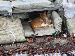 Lost Male Cat last seen Port Chicago Hywy , Concord, CA 94520