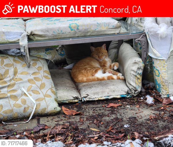 Lost Male Cat last seen Port Chicago Hywy , Concord, CA 94520