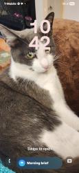 Lost Female Cat last seen Windsor Parkway, Beaumont 77706, Beaumont, TX 77706