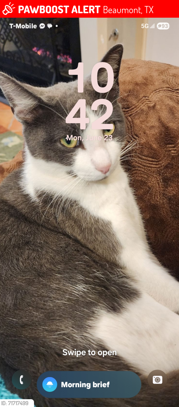 Lost Female Cat last seen Windsor Parkway, Beaumont 77706, Beaumont, TX 77706