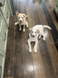 Reunited Female Dog last seen Near Hollowbrook lane , Conroe, TX 77384
