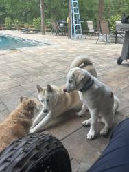 Reunited Female Dog last seen Near Hollowbrook ln, Conroe, TX 77384