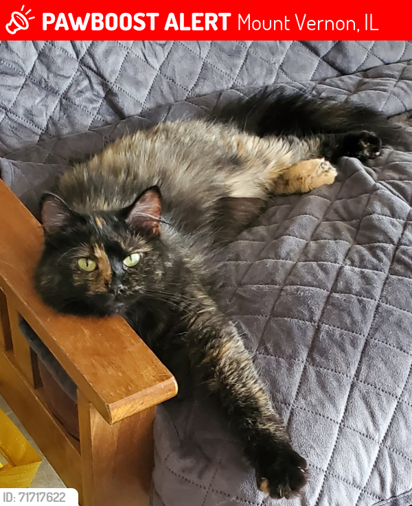 Lost Female Cat last seen Circle K gas station at 100 Potomac Blvd, Mount Vernon, IL 62864