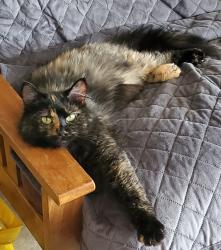 Lost Female Cat last seen Circle K gas station at 100 Potomac Blvd, Mount Vernon, IL 62864