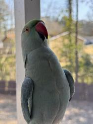 Lost Female Bird last seen Dunbarton Dr., Redan, GA 30058
