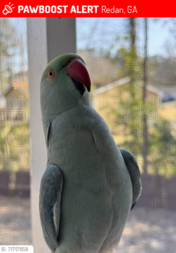 Lost Female Bird last seen Dunbarton Dr., Redan, GA 30058