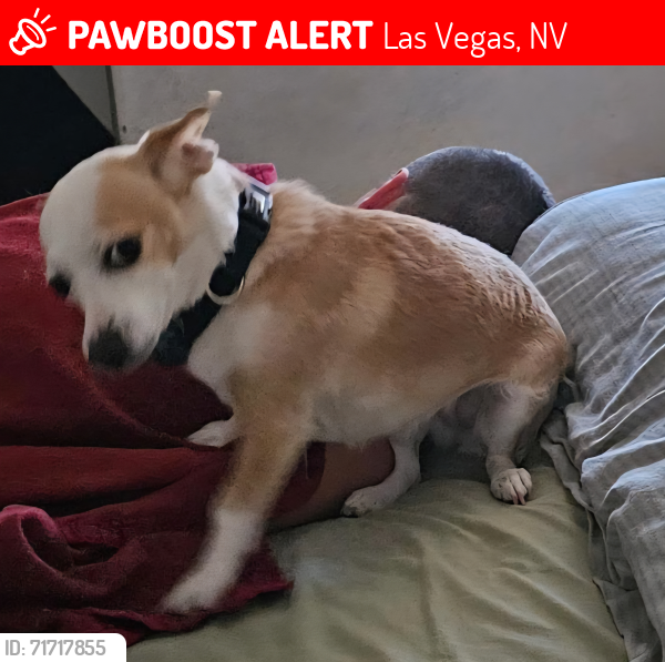 Lost Female Dog last seen Near Pirates Cove Rd, 89145, Las Vegas, NV 89145