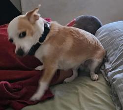 Lost Female Dog last seen Near Pirates Cove Rd, 89145, Las Vegas, NV 89145