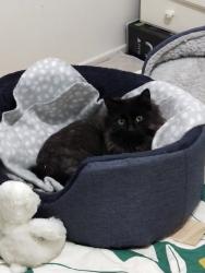 Lost Unknown Cat last seen Longden Street, Coopers Plains, QLD 