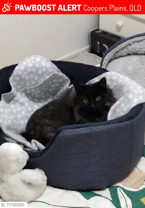 Lost Unknown Cat last seen Longden Street, Coopers Plains, QLD 