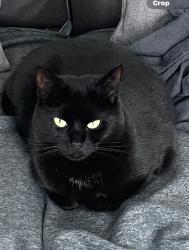 Lost Female Cat last seen Elmgrove Road, Bristol City, England BS16