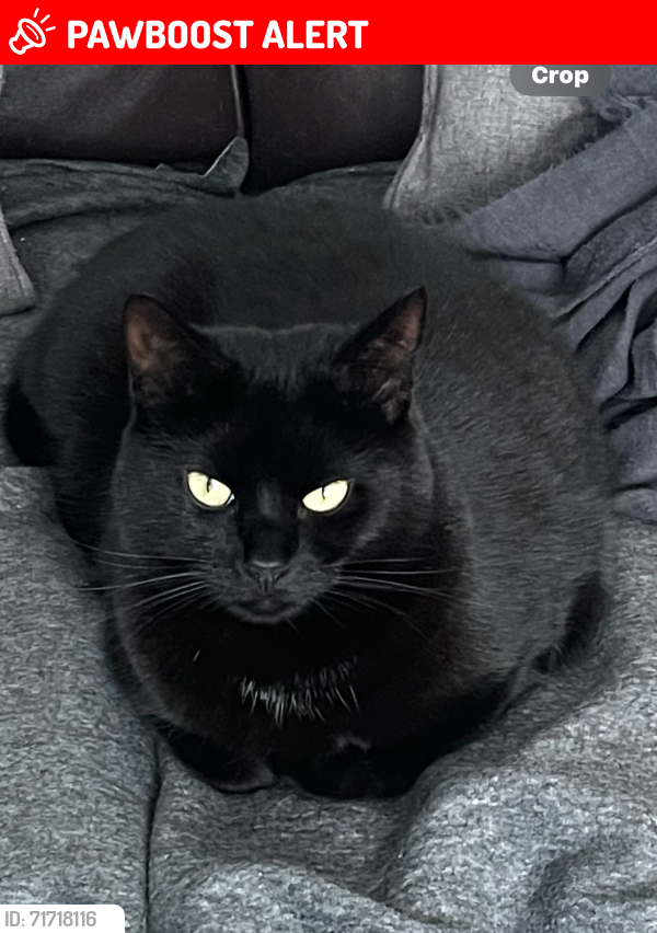 Lost Female Cat last seen Elmgrove Road, Bristol City, England BS16