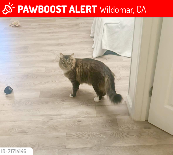 Lost Male Cat last seen Cert. St, Wildomar, CA, Wildomar, CA 92595