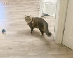 Lost Male Cat last seen Cert. St, Wildomar, CA, Wildomar, CA 92595