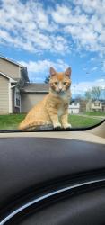 Lost Male Cat last seen Bethel and Nifong , Columbia, MO 65203