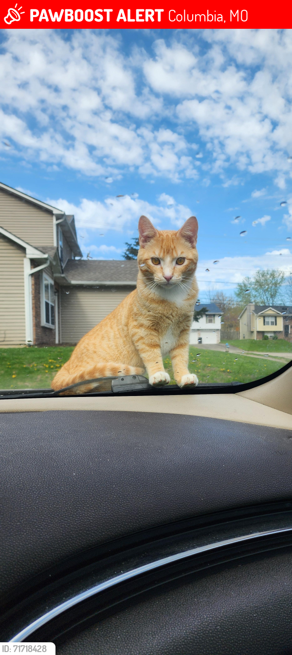 Lost Male Cat last seen Bethel and Nifong , Columbia, MO 65203