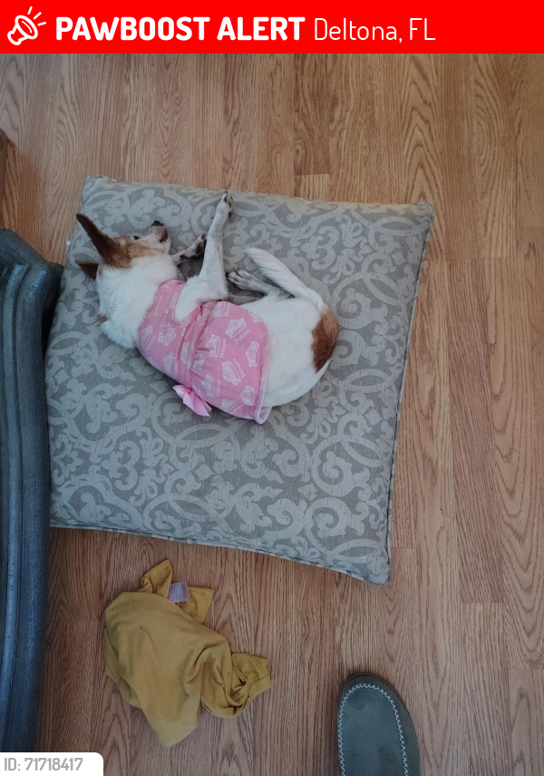 Lost Female Dog last seen Humphrey & OBannion St, Deltona, FL 32738