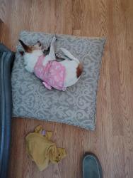 Lost Female Dog last seen Humphrey & OBannion St, Deltona, FL 32738