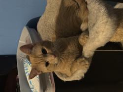 Lost Male Cat last seen Safe care Spay/Nueter Clinic, Raleigh, NC 27616
