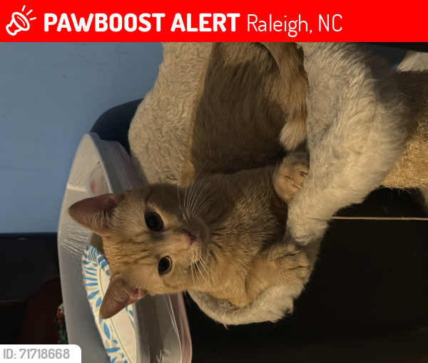 Lost Male Cat last seen Safe care Spay/Nueter Clinic, Raleigh, NC 27616