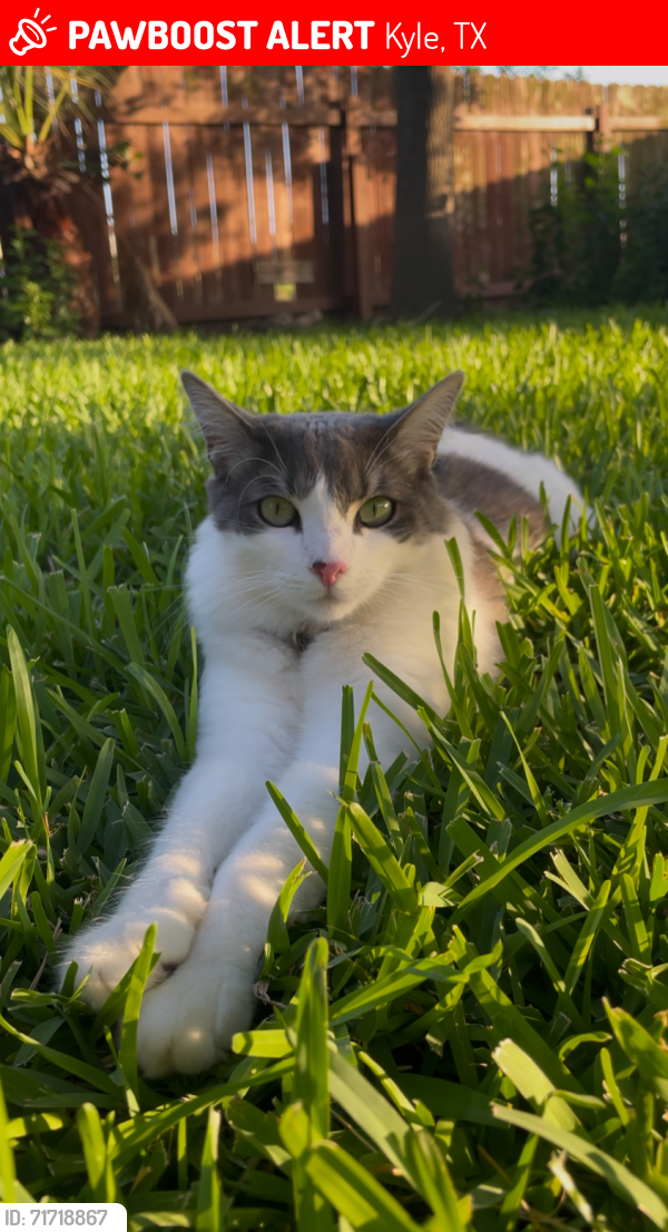Lost Male Cat last seen City of Kyle Community Garden, Kyle, TX 78640