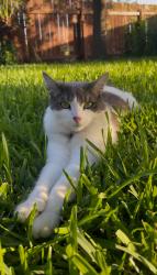 Lost Male Cat last seen City of Kyle Community Garden, Kyle, TX 78640