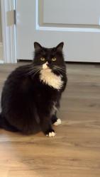 Lost Female Cat last seen Heritage club in wake forest nc, Wake Forest, NC 27587