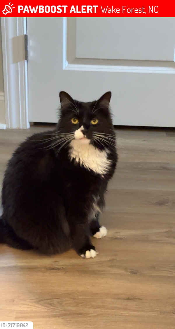 Lost Female Cat last seen Heritage club in wake forest nc, Wake Forest, NC 27587