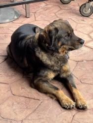 Lost Female Dog last seen Central avenue, Lemon Grove, CA 91941