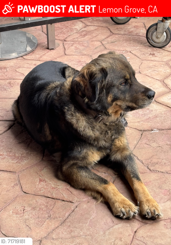 Lost Female Dog last seen Central avenue, Lemon Grove, CA 91941
