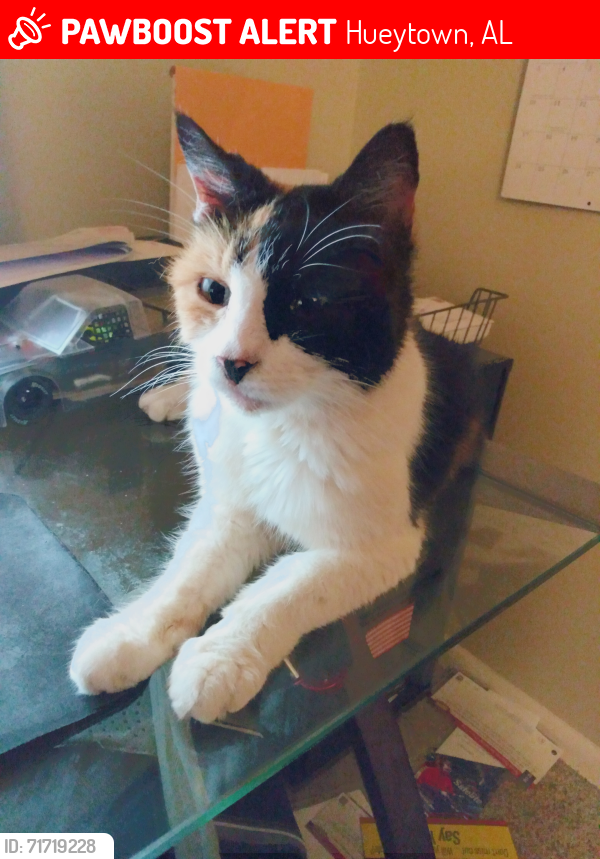 Lost Female Cat last seen Branch Street in between KFC and PNC Bank, Hueytown, AL 35023