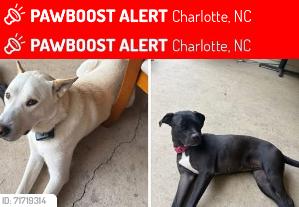 Lost Male Dog last seen Kelly rd./pleasant Grove rd Farm area, Charlotte, NC 28216