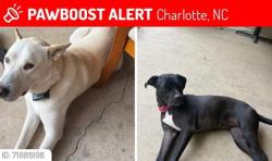 Lost Male Dog last seen Kelly rd./pleasant Grove rd Farm area, Charlotte, NC 28216