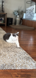Lost Male Cat last seen Near Roxanne Dr, El Cajon, CA 92021